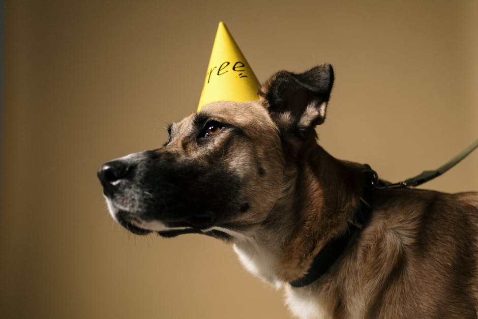 Side profile of a dog wearing a birthday party hat in a studio setting.