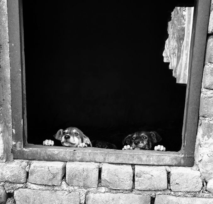 Black and white photo of puppies peeking out from a window. Ideal for animal lovers.